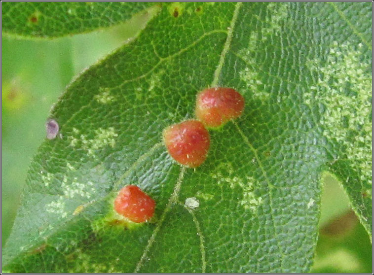 Aceria macrochela