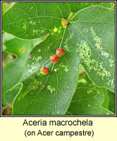 Aceria macrochela