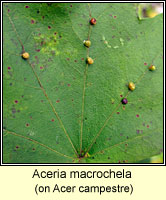 Aceria macrochela