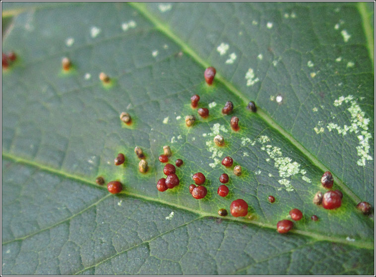 Aceria cephalonea