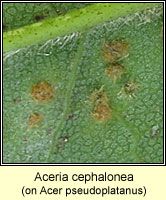 Aceria cephalonea