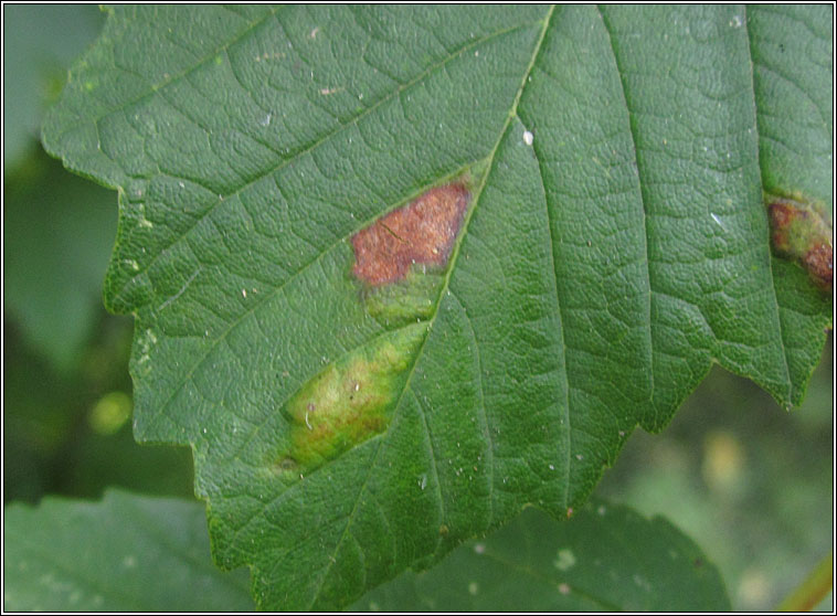 Aceria pseudoplatani