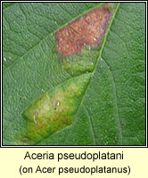 Aceria pseudoplatani