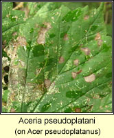 Aceria pseudoplatani