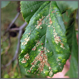 Acalitus brevitarsus (Eriophyes brevitarsus)