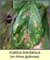 Acalitus brevitarsus (Eriophyes brevitarsus)