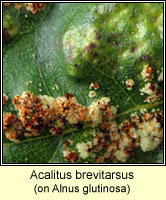 Acalitus brevitarsus