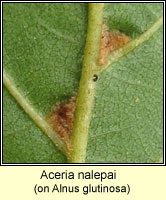 Aceria nalepai