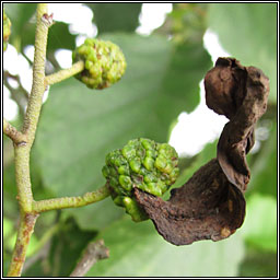 Taphrina alni, Alder-tongue gall