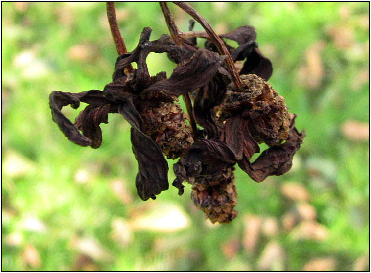 Taphrina alni, Alder-tongue gall