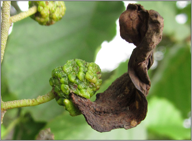 Taphrina alni, Alder-tongue gall