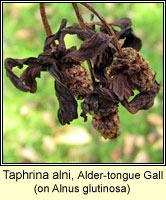 Taphrina alni, Alder-tongue gall