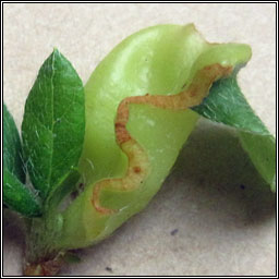 Exobasidium japonicum, Azalea Gall