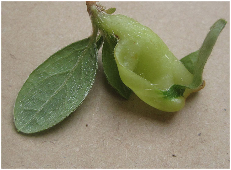 Exobasidium japonicum, Azalea Gall