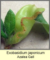 Exobasidium japonicum, Azalea Gall