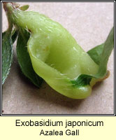 Exobasidium japonicum, Azalea Gall