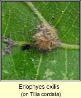 Eriophyes exilis