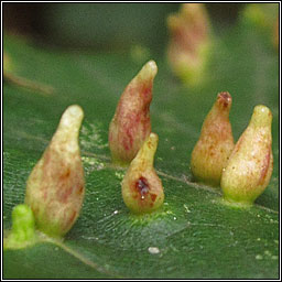 Eriophyes lateannulatus