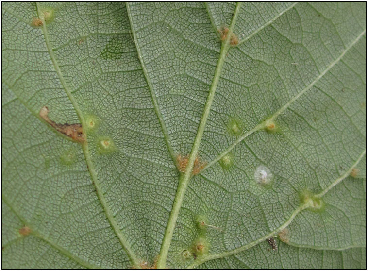 Eriophyes lateannulatus