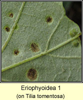 Eriophyoidea 1