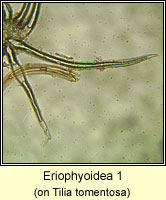 Eriophyoidea 1