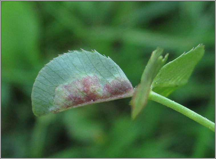 Dasineura trifolii