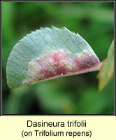 Dasineura trifolii