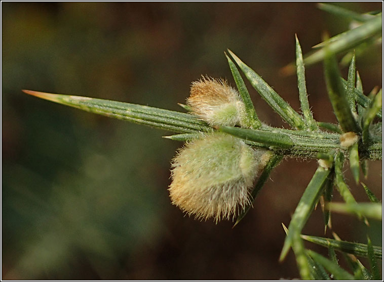 Asphondylia ulicis