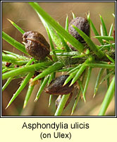 Asphondylia ulicis