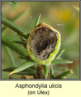 Asphondylia ulicis