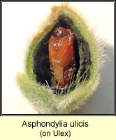 Asphondylia ulicis