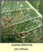 Aceria filiformis Q