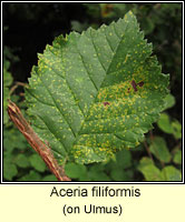 Aceria filiformis Q