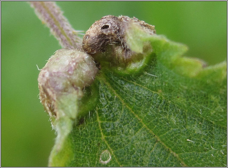 Dasineura urticae