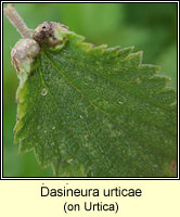 Dasineura urticae