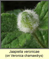 Jaapiella veronicae