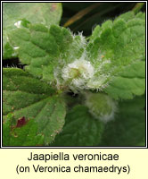 Jaapiella veronicae