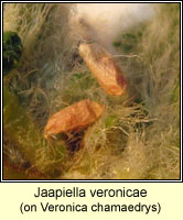 Jaapiella veronicae