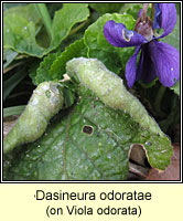 Dasineura odoratae