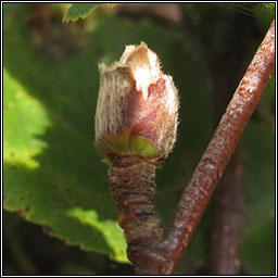 Acalitus calycophthirus, Birch Big bud