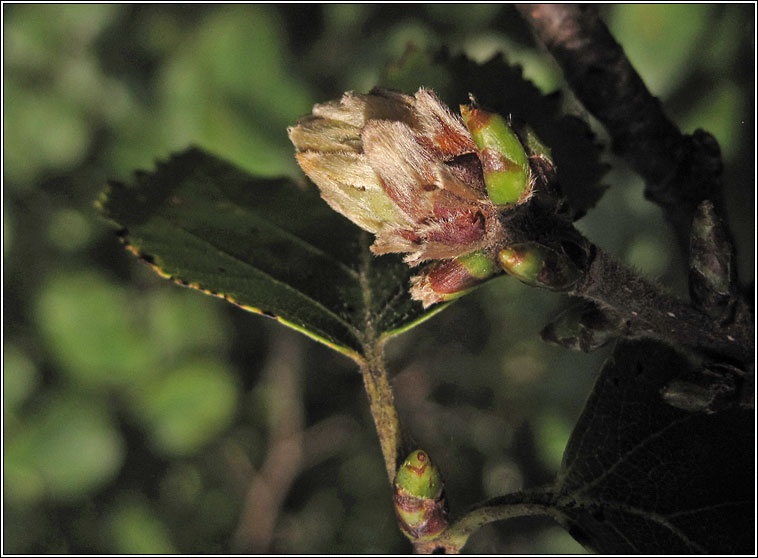 Acalitus calycophthirus, Birch Big bud