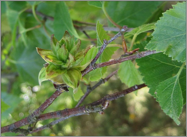 Acalitus calycophthirus, Birch Big bud