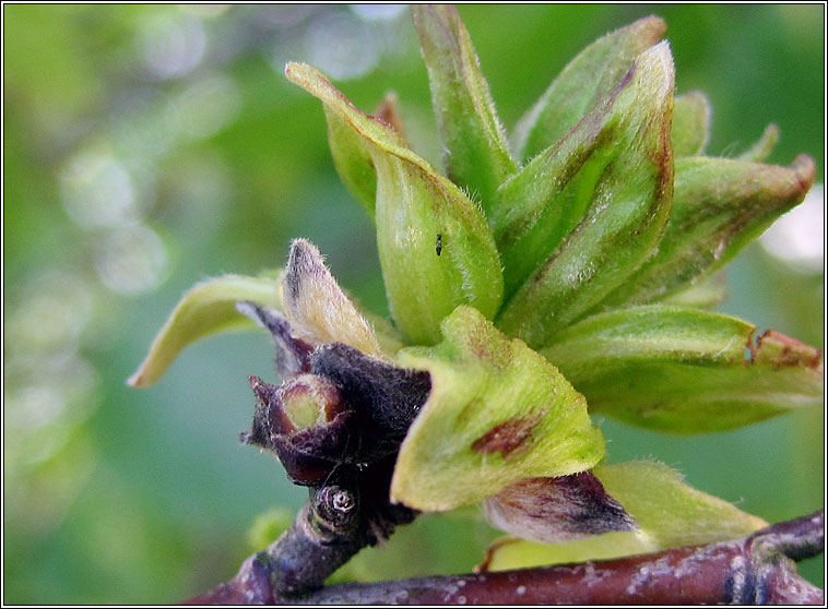 Acalitus calycophthirus, Birch Big bud