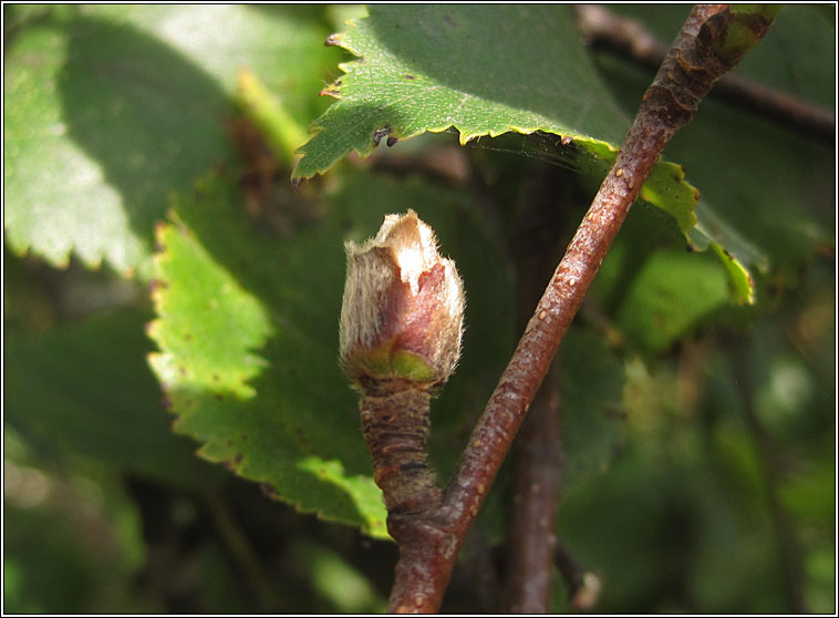 Acalitus calycophthirus, Birch Big bud