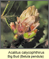 Acalitus calycophthirus, Big bud