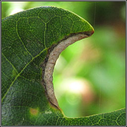 Macrodiplosis roboris