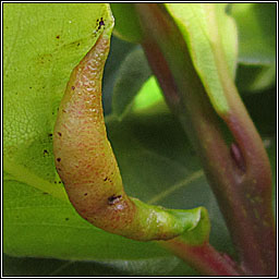 Trioza alacris (Lauritrioza alacris)