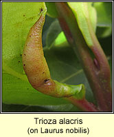 Trioza alacris (Lauritrioza alacris)