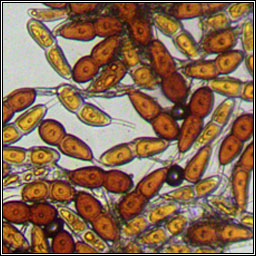 Puccinia buxi