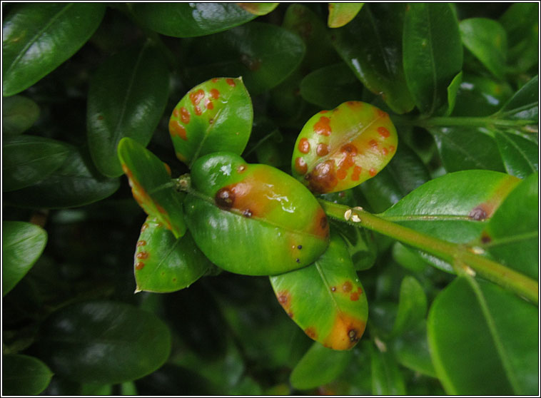 Puccinia buxi